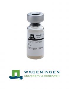 BHV-1 EU-1 serum (strong positive)