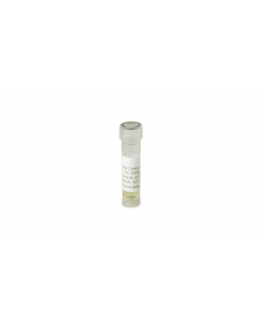 Clavibacter insidiosus negative control