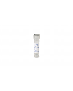 Clavibacter insidiosus positive control