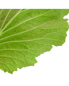 Aphids Myzus persicae