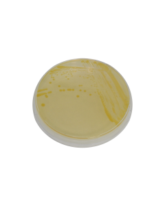 Pectobacterium brasiliense Pure Culture