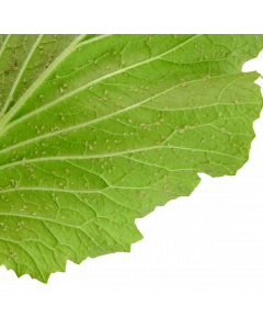 Aphids Rhopalosiphum padi
