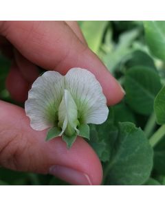 Helderse Groene Krombek