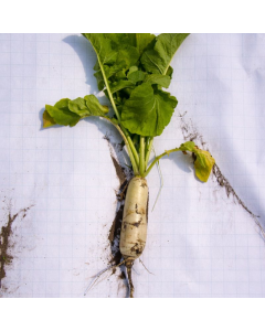 Hilversumse Halflange Witte