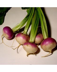 Italiaansche Witte Roodkop