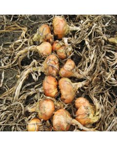 Noord-Hollandsche Platte Stroogele