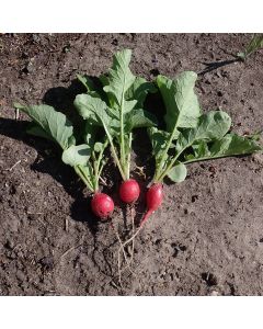 Ronde Scharlakenroode Kortloof