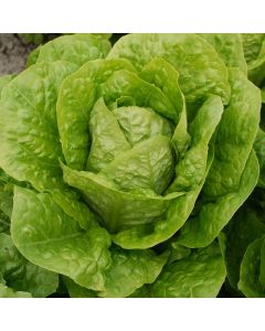 Romaine Blonde Maraîchère