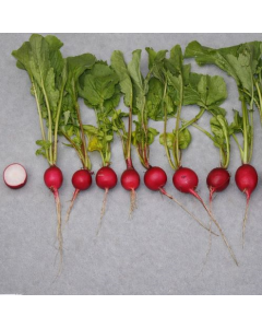 Ronde Scharlakenroode Kortloof