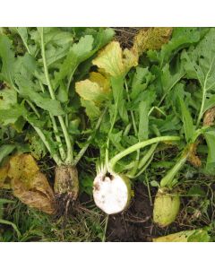 Ronde Witte Herfst Groenkop