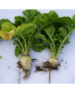 Ronde Witte Herfst Groenkop