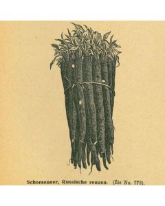 Russische Reuzen