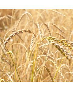 Spelt van Hoosterhof