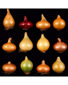 Zwijndrechtse Pootui