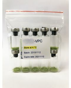 Pea early-browning virus positive control_VPC