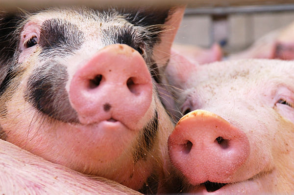 Livestock